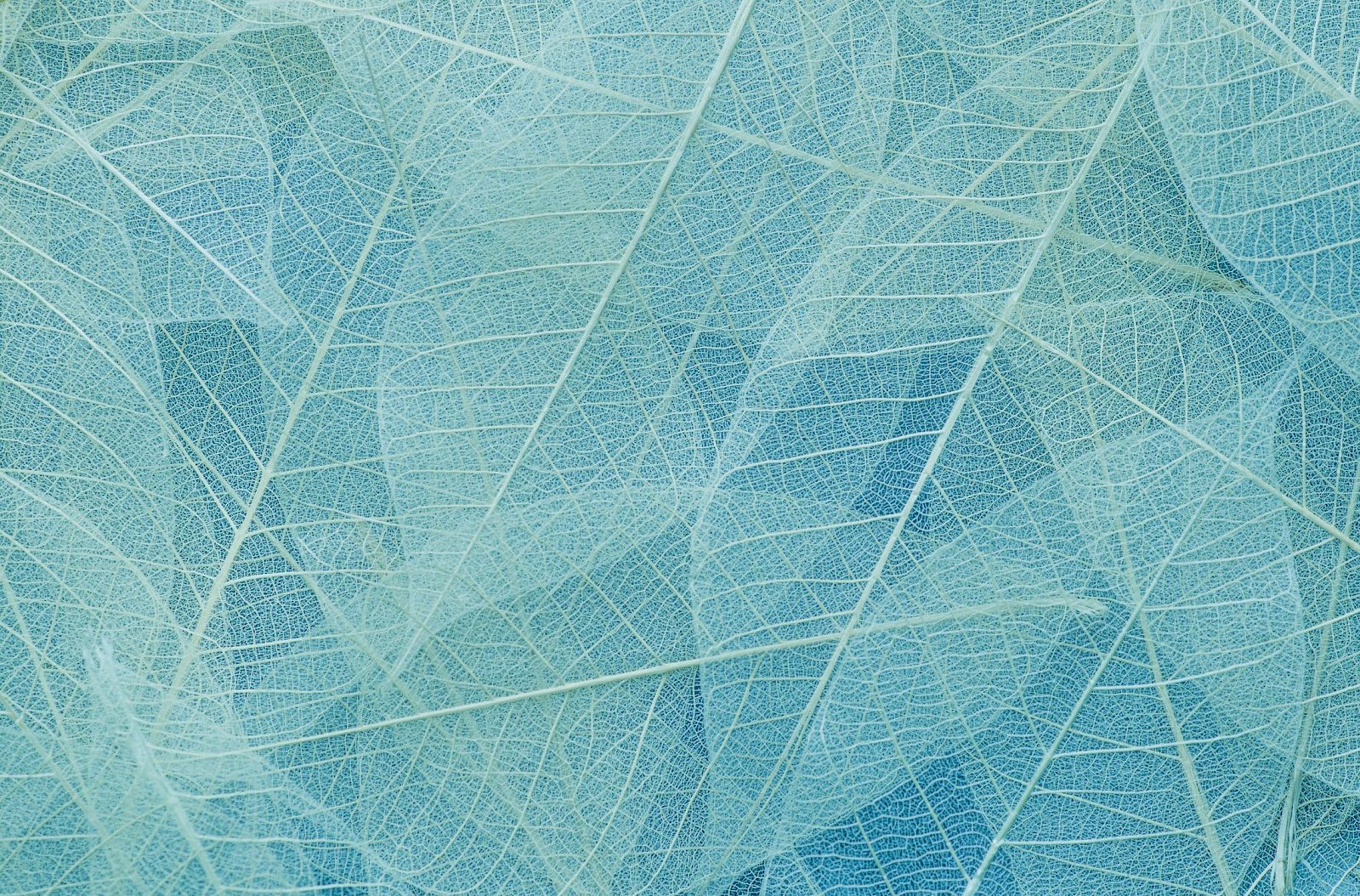 The image shows a close-up of translucent skeleton leaves overlaying each other, creating a delicate texture in shades of blue.